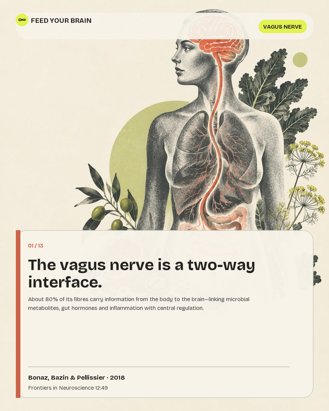 Illustrated post on the vagus nerve as the interface between body and brain.