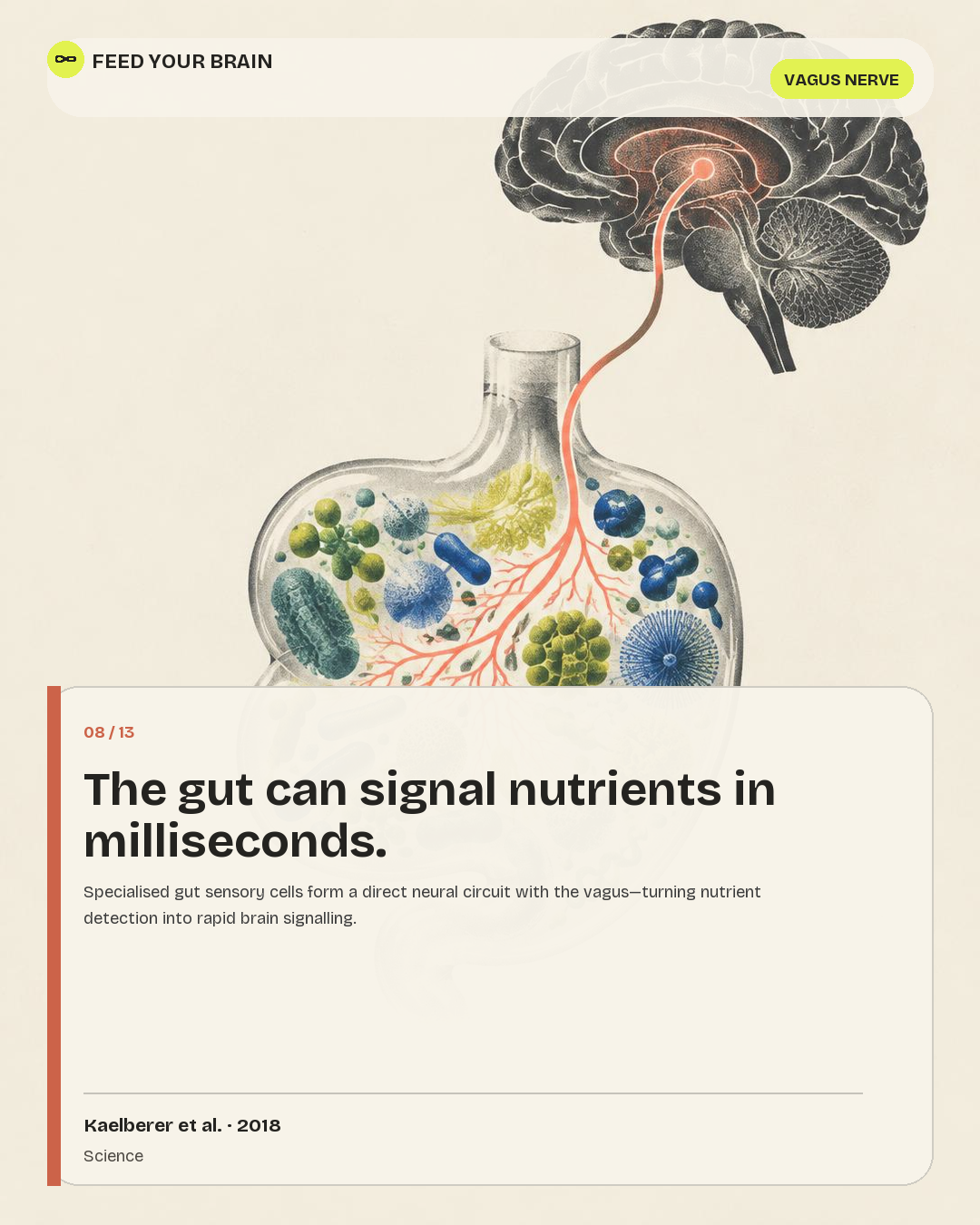 Illustrated post on neuropod cells wiring the gut to the brain.