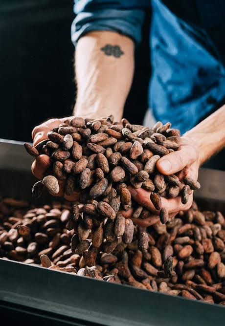 A chocolate maker holding a generous handful of cacao beans.