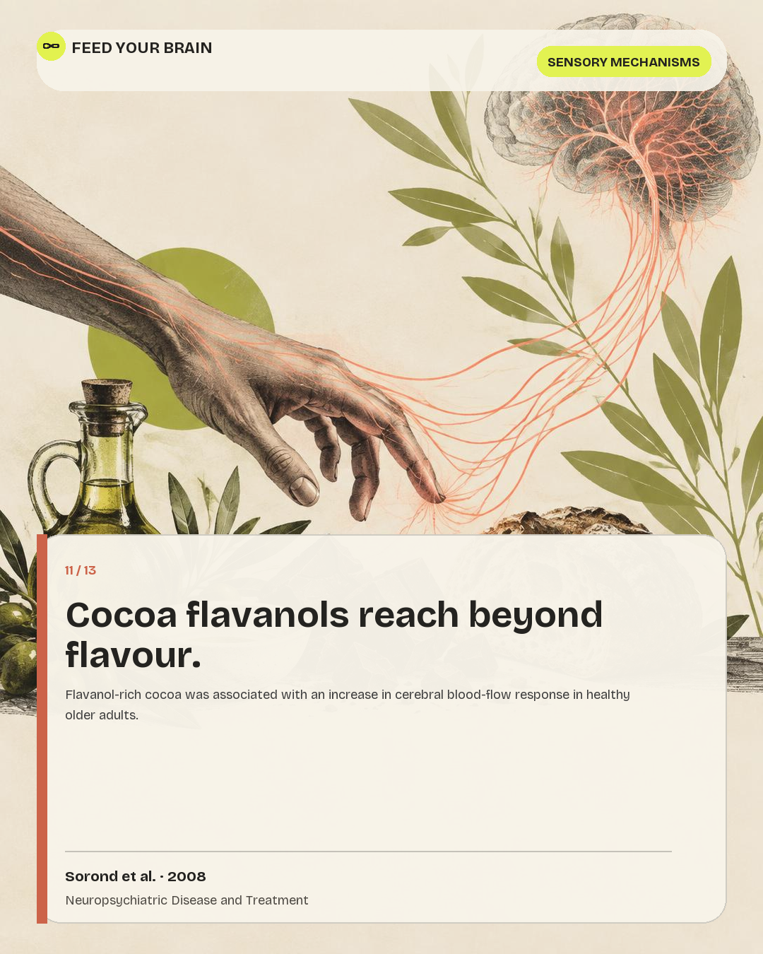 Illustrated post on cocoa flavanols and cerebral blood flow.